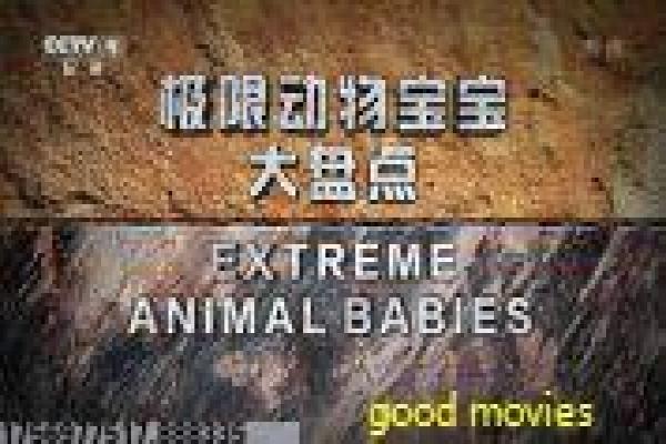 《亲爱的翻译官》分集剧情讲解,翻译官的职