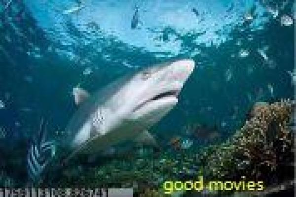 《黑沥青路》黑沥青路黑沥青公路冒险的惊险故事情节深度还原