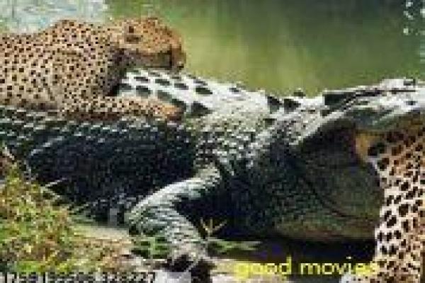《猛鬼歌舞厅》猛鬼歌舞厅的灵异惊悚,剖析香港恐怖片的鬼魂与歌舞